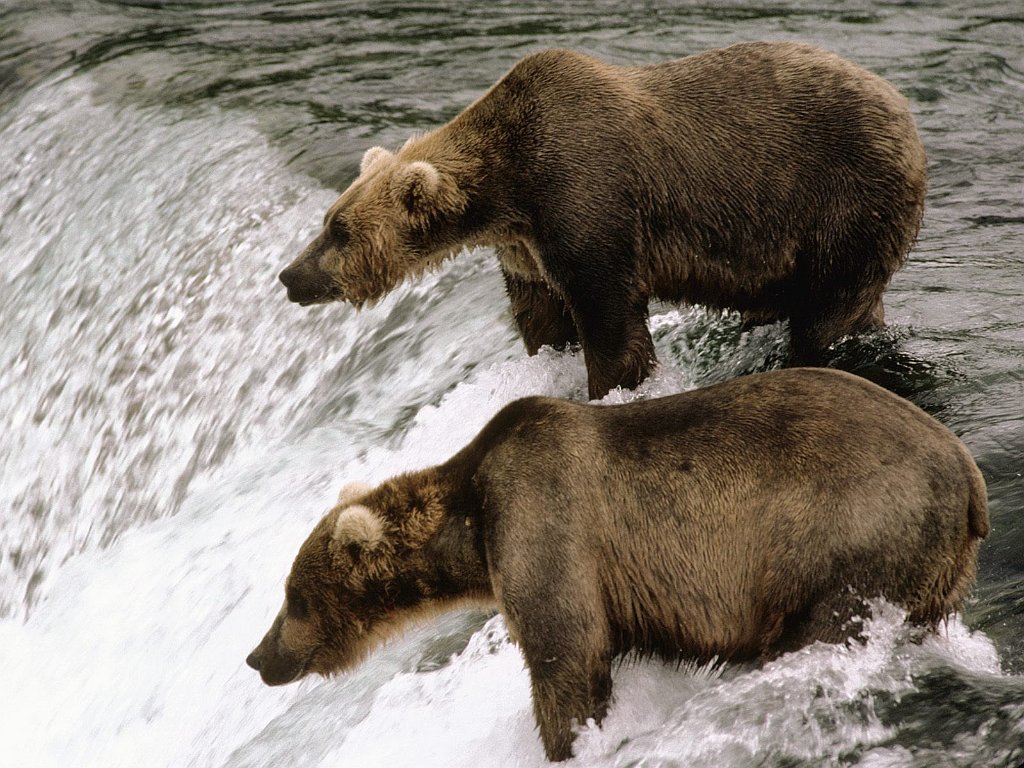 Brown Bear, Katmai National Park, Alaska